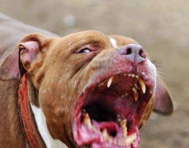 比特斗牛犬,历史、特征与性格解析