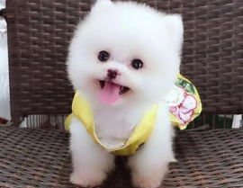 茶杯犬的图片,迷你宠物的魅力与养护指南
