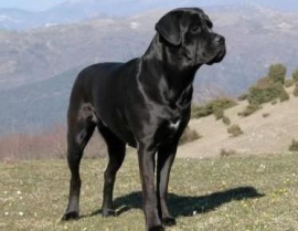 卡斯罗犬价格,品种、血统与市场行情深度剖析